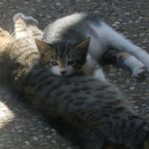 Meet your Posher, Charlayne